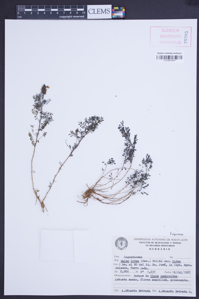Dalea lutea var. lutea photo 2
