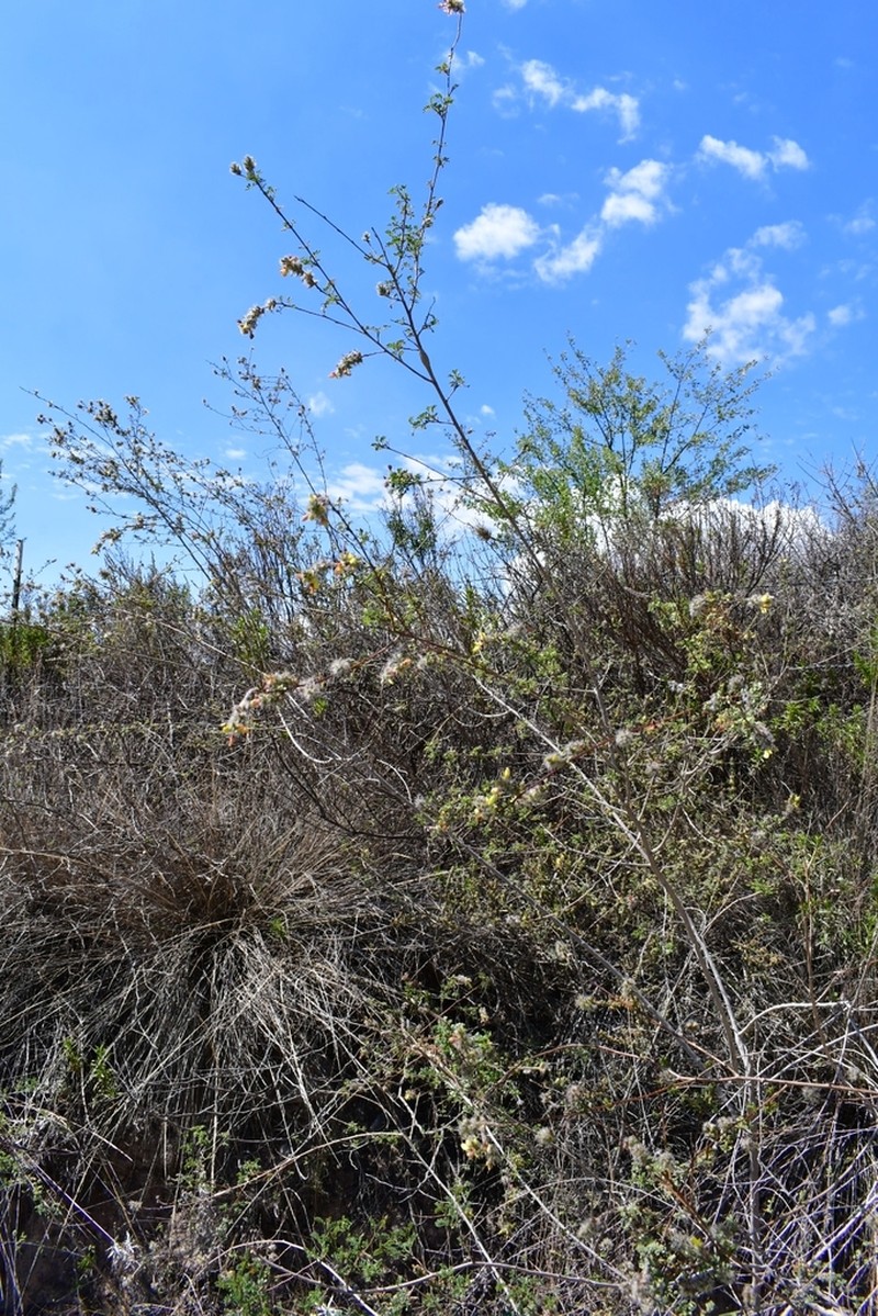 Dalea melantha