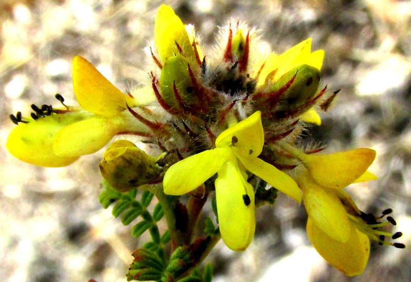 Dalea melantha photo 2
