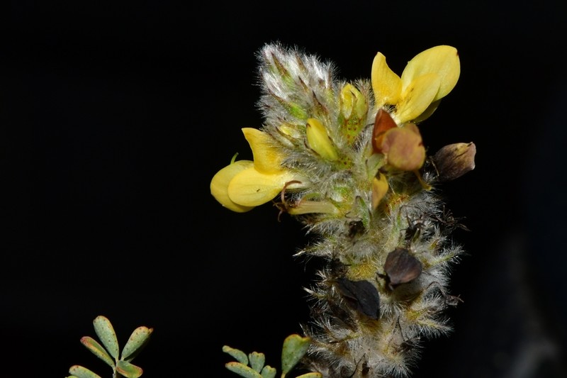 Dalea melantha photo 3
