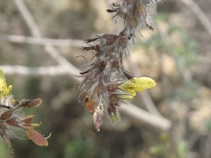 Dalea melantha photo 4