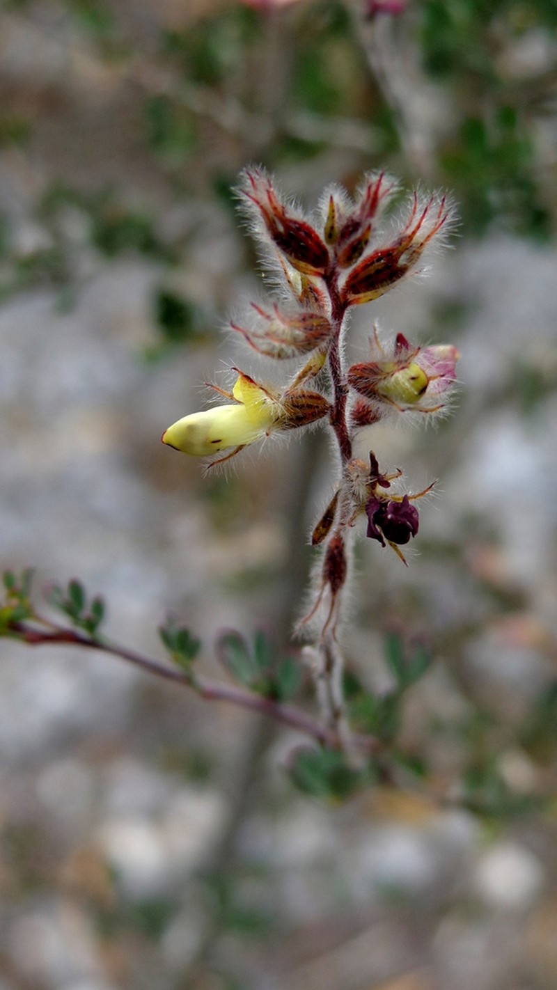Dalea melantha photo 5