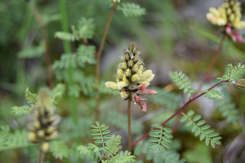 Dalea melantha photo 6