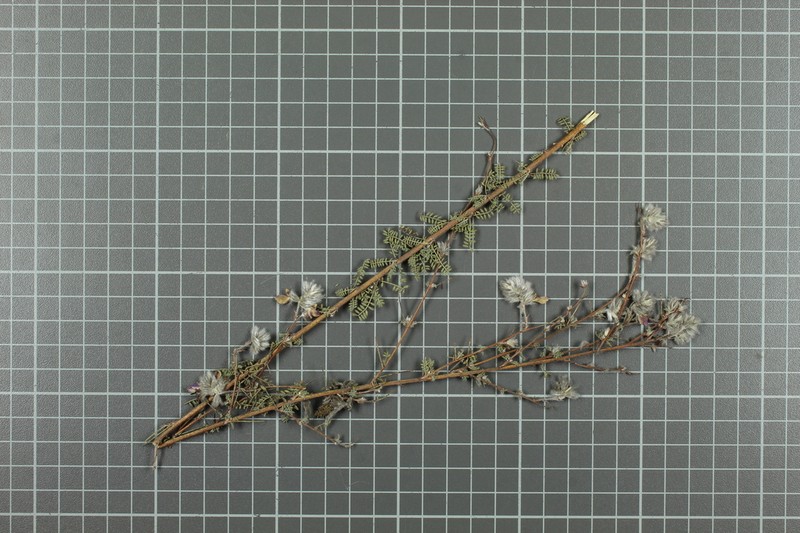 Dalea melantha photo 7