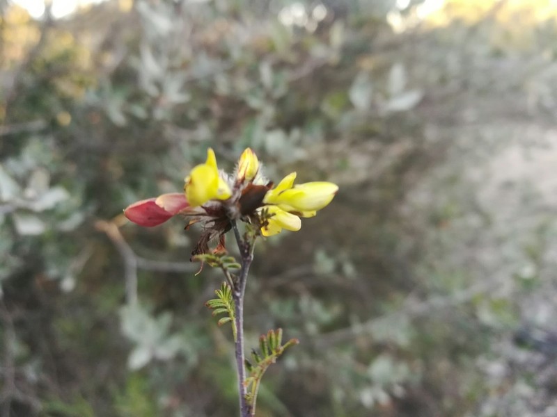 Dalea melantha photo 8
