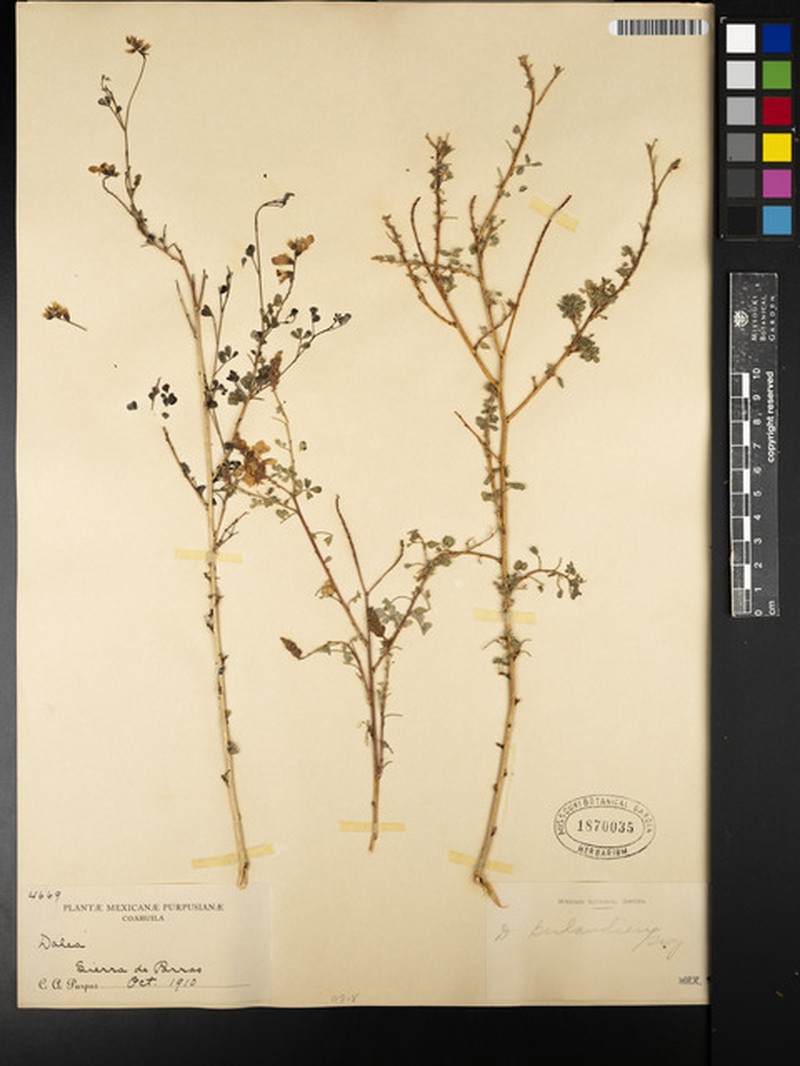 Dalea melantha var. berlandieri