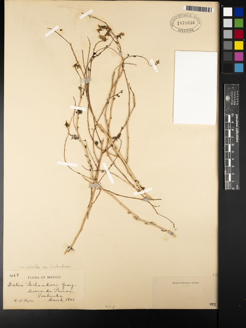 Dalea melantha var. berlandieri photo 2