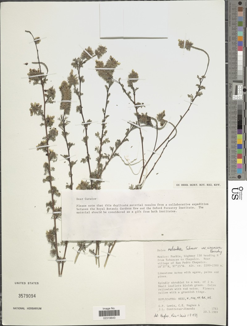 Dalea melantha var. cineracea