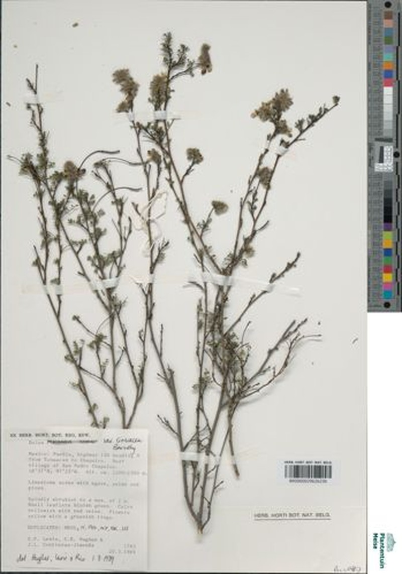 Dalea melantha var. cineracea photo 2