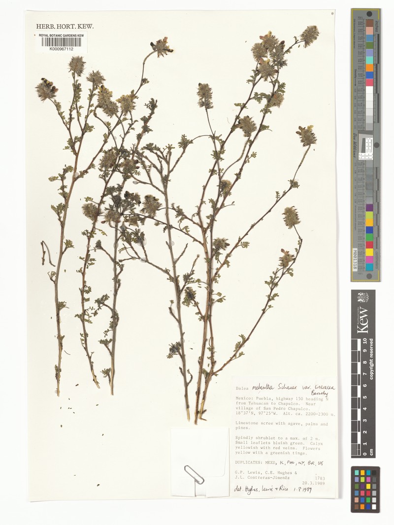 Dalea melantha var. cineracea photo 3