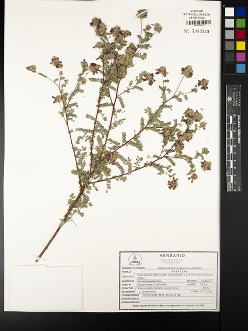 Dalea melantha var. melantha