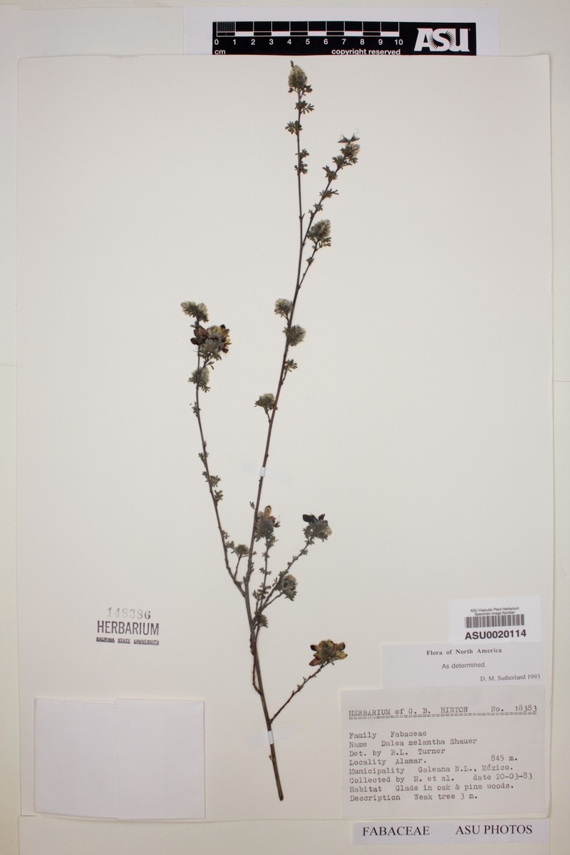 Dalea melantha var. melantha photo 2