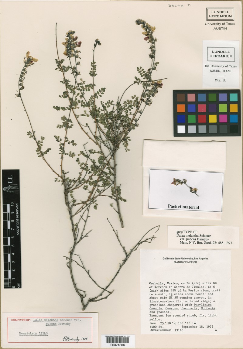 Dalea melantha var. pubens