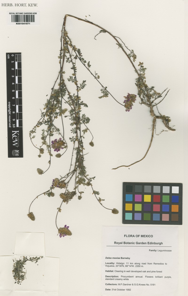 Dalea meiae