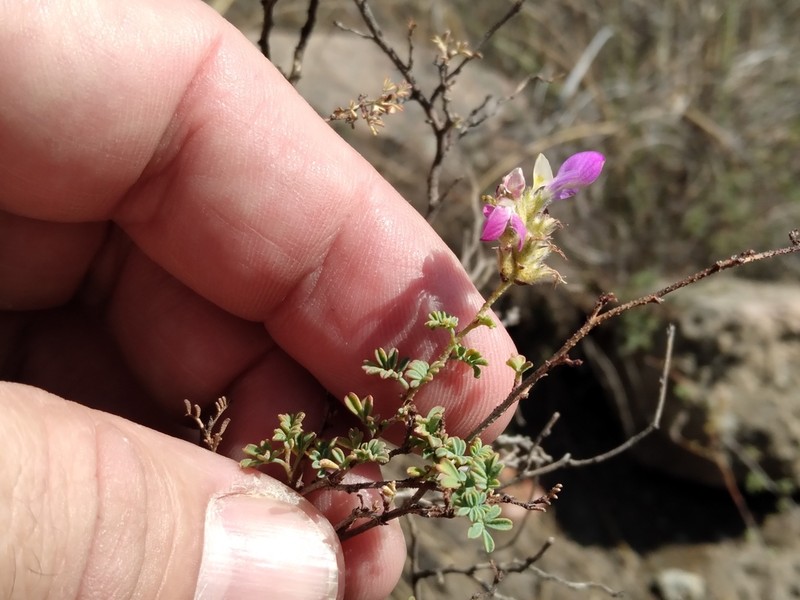 Dalea minutifolia