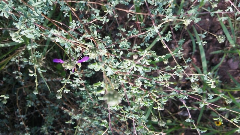 Dalea minutifolia photo 2