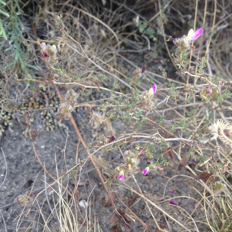 Dalea minutifolia photo 3