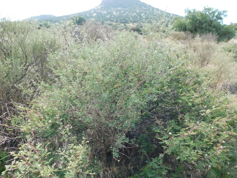 Dalea minutifolia photo 4