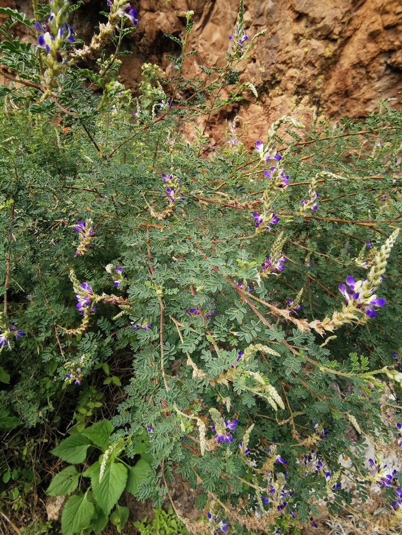 Dalea minutifolia photo 5