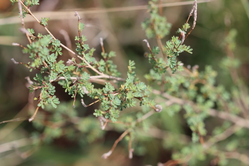 Dalea minutifolia photo 6