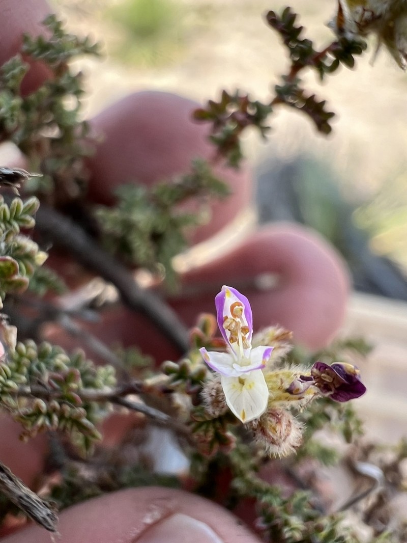 Dalea minutifolia photo 7