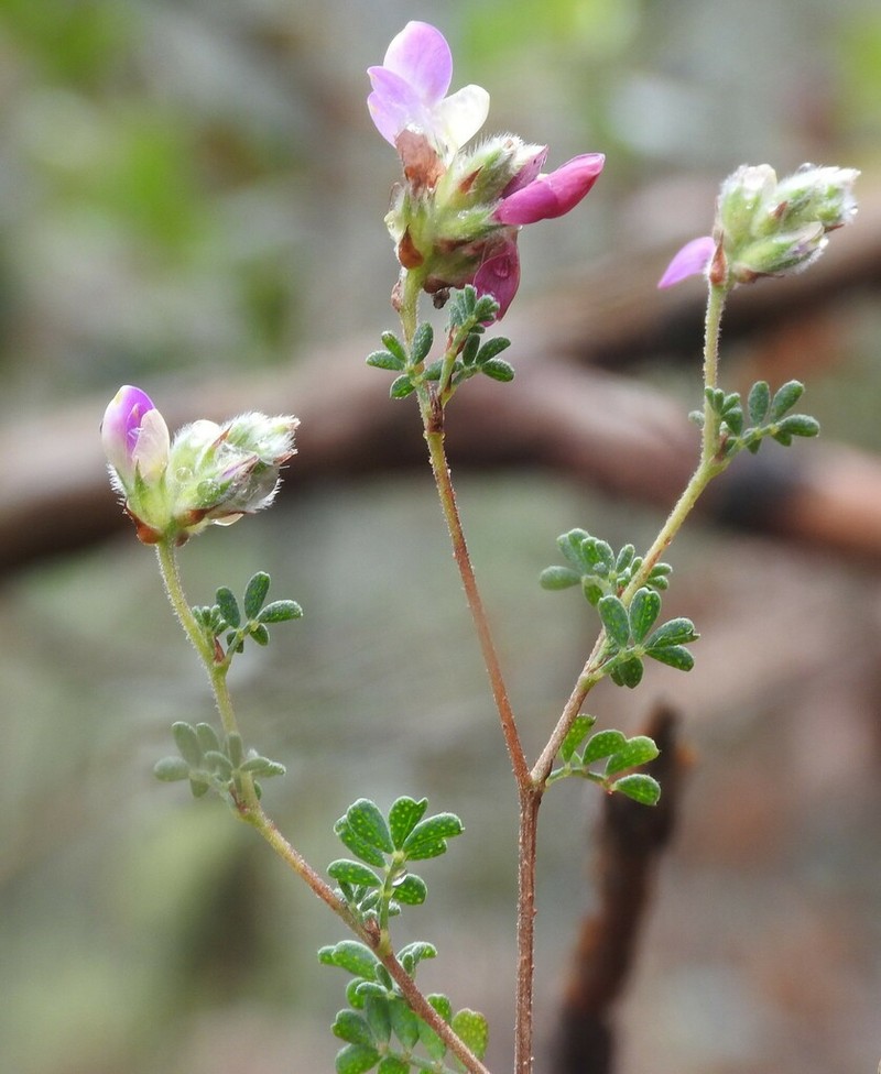 Dalea minutifolia photo 8