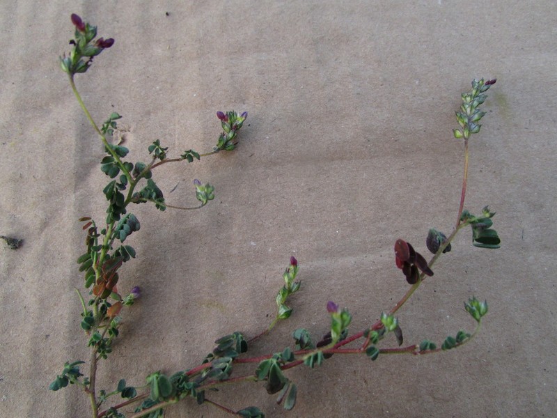 Dalea mixteca