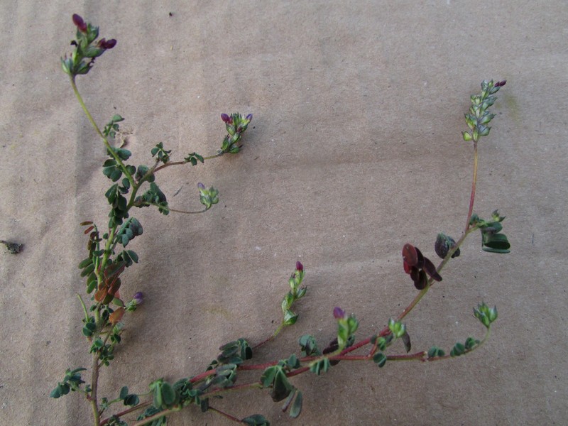 Dalea mixteca photo 2