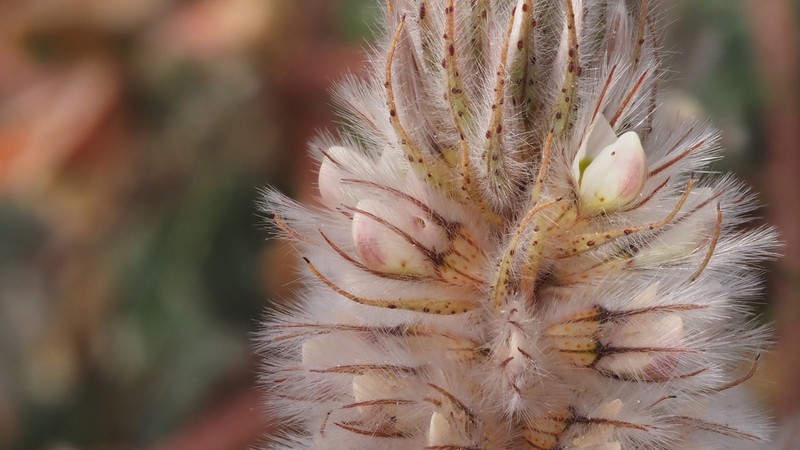 Hairy Prairie Clover photo 2