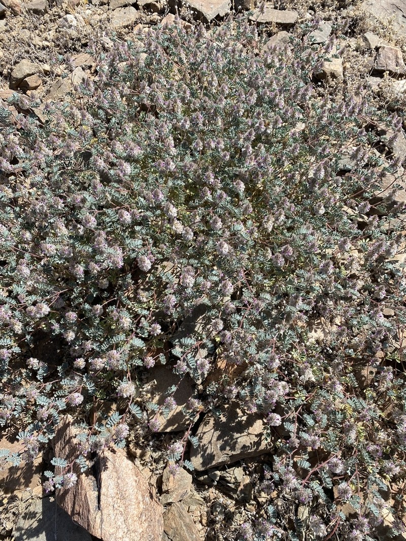 Hairy Prairie Clover photo 3