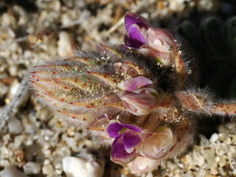 Hairy Prairie Clover photo 4