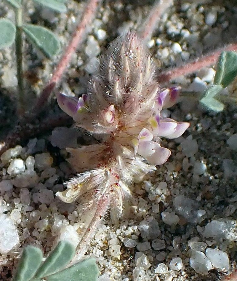 Hairy Prairie Clover photo 5