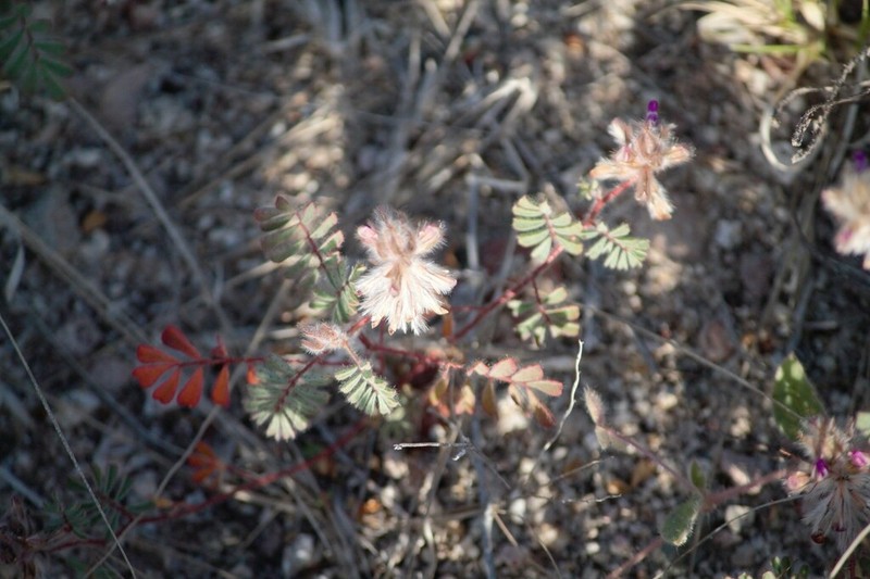 Hairy Prairie Clover photo 6