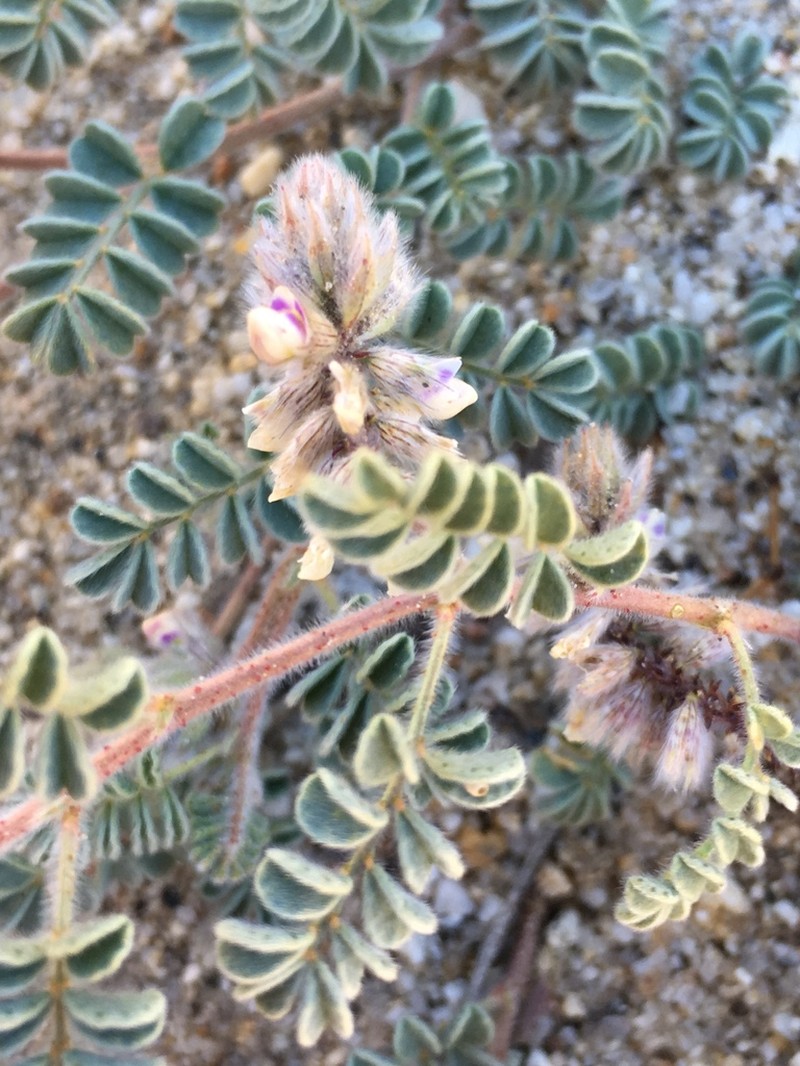Hairy Prairie Clover photo 7