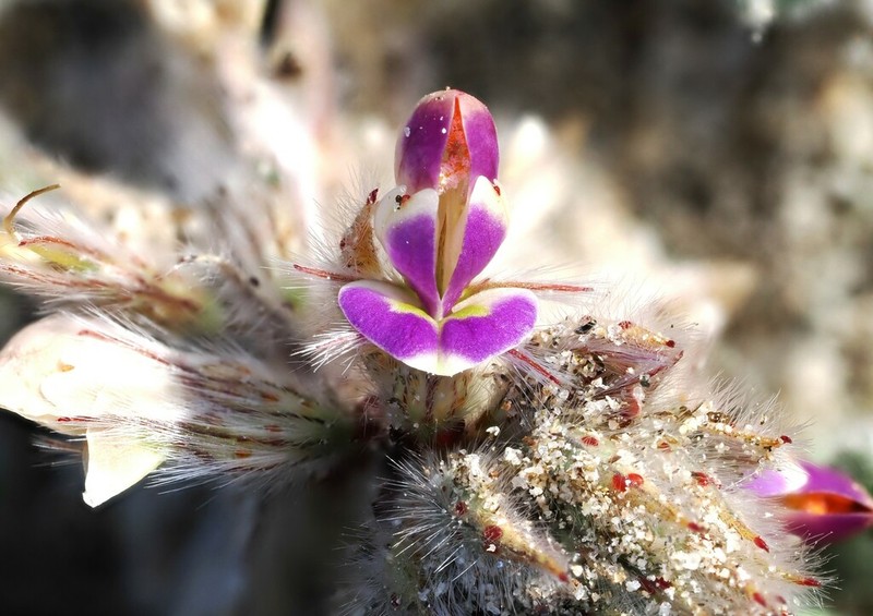 Hairy Prairie Clover photo 8