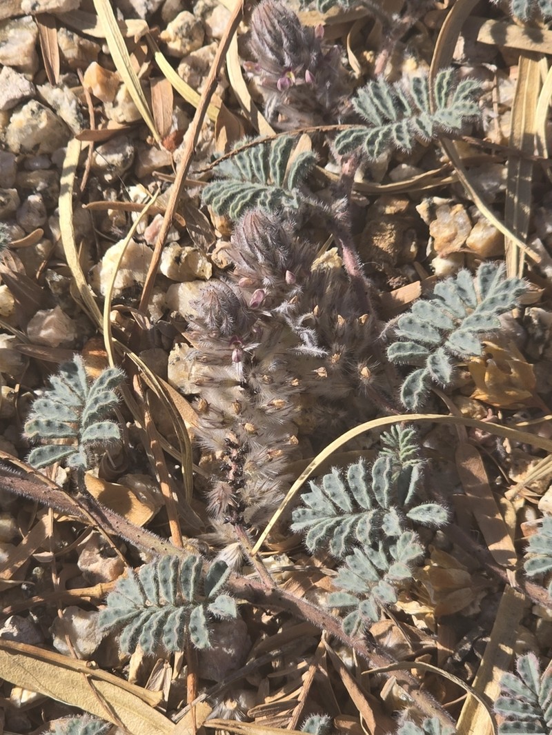Soft Prairie Clover photo 6