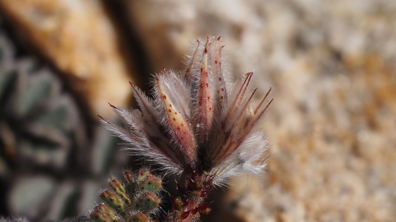 Soft Prairie Clover photo 7