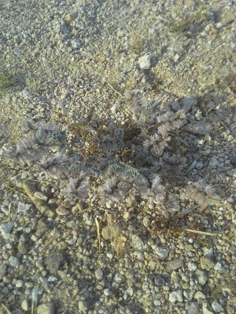 Soft Prairie Clover photo 8