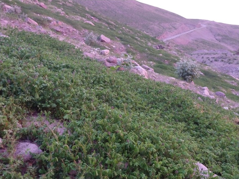 Dalea moquehuana photo 2