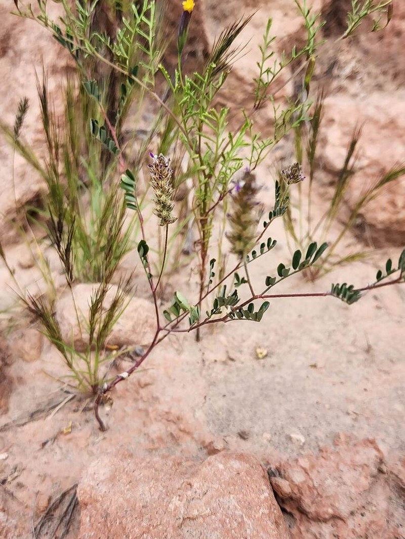 Dalea moquehuana photo 3