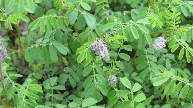 Dalea moquehuana photo 4