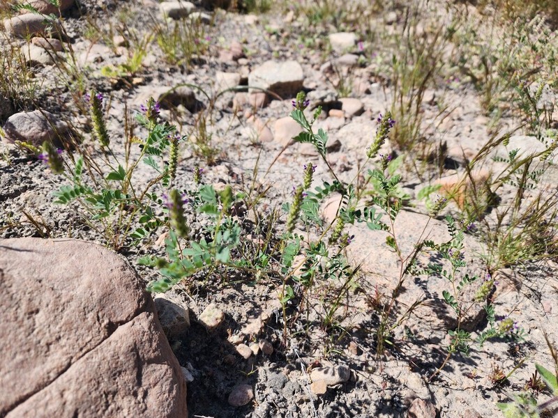 Dalea moquehuana photo 5
