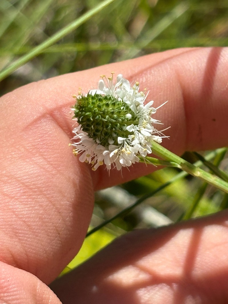 Whitetassels