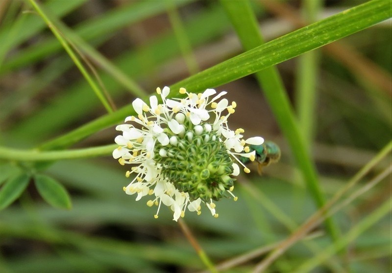 Whitetassels photo 2