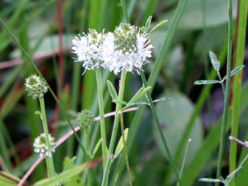 Whitetassels photo 3