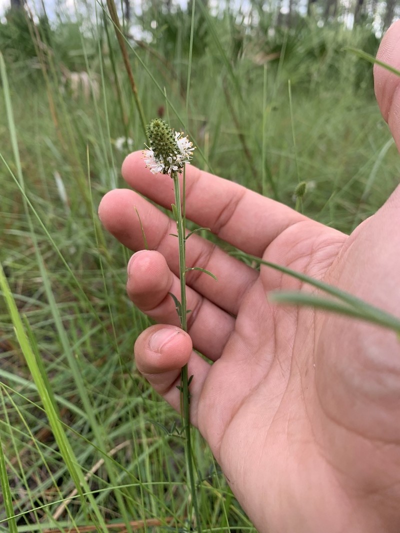 Whitetassels photo 4