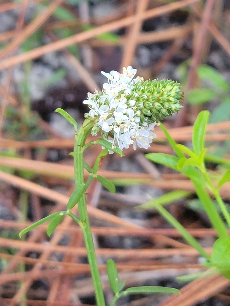 Whitetassels photo 5