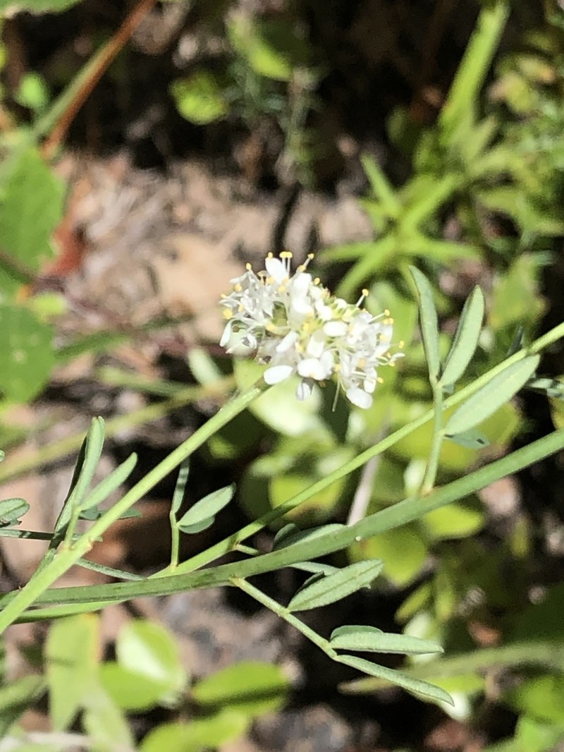 Whitetassels photo 6