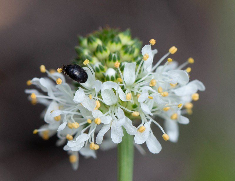 Whitetassels photo 7