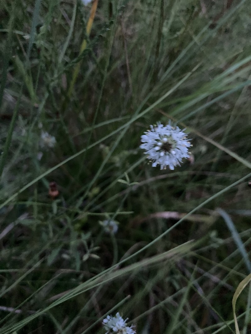 Whitetassels photo 8